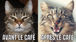 Une blague qui utilise des chats